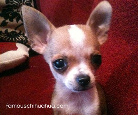 chihuahua rescue atlanta